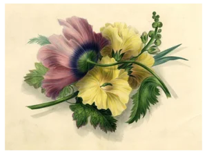 James Holland OWS, Hibiscus & Poppy Flower, 1825, Watercolour