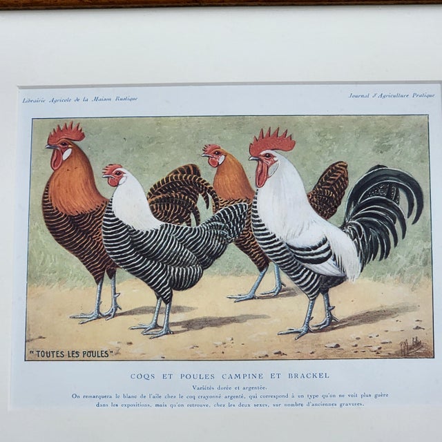 Antique French Rooster & Poultry Lithographs in Burled Wood Frames – Set of 3 For Sale In Chicago - Image 6 of 7
