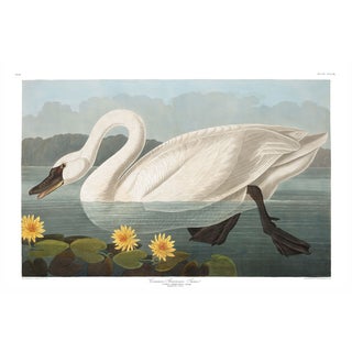 Common American Swan, Museum Style Audubon Bird Print, 24" X 16" For Sale