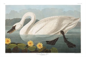 Common American Swan, Museum Style Audubon Bird Print, 24" X 16"