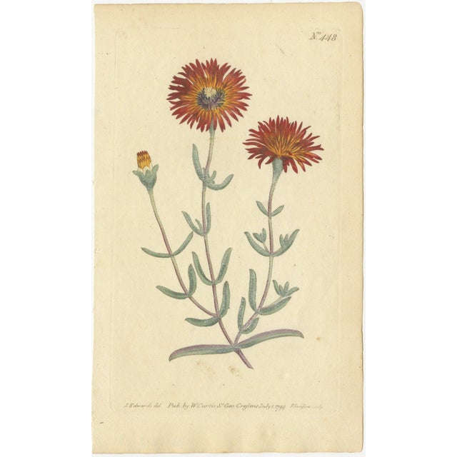 Antique Prints of Red Gladiolus, Purple Gerbera Daisy, and Pink Canna Lily, 1799 This exquisite collection of handcolored...