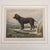 Vero Shaw, Cani Skye Terriers, Irish Water Spaniel Captain, 1800s, Lithographs, Set of 2 For Sale - Image 12 of 18