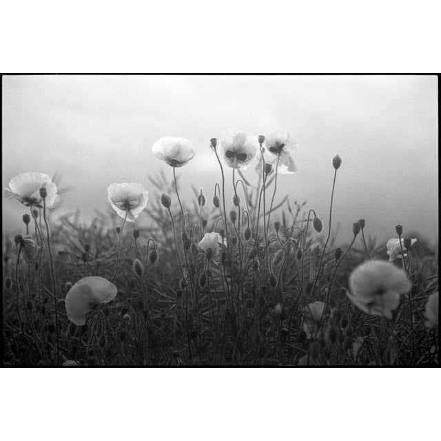 Fine art Giclee prints on Hahnemuhle Photo Rag 308gsm - a 100% cotton, acid-free, mould-made paper. Printed to Fine Art...