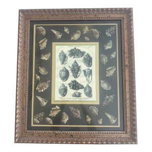 Shells Giclee Print