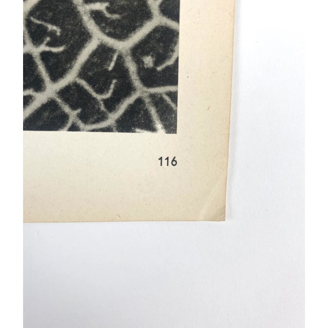 Framed Vintage Botanical Blossfeldt Print - No. 116 For Sale - Image 4 of 5