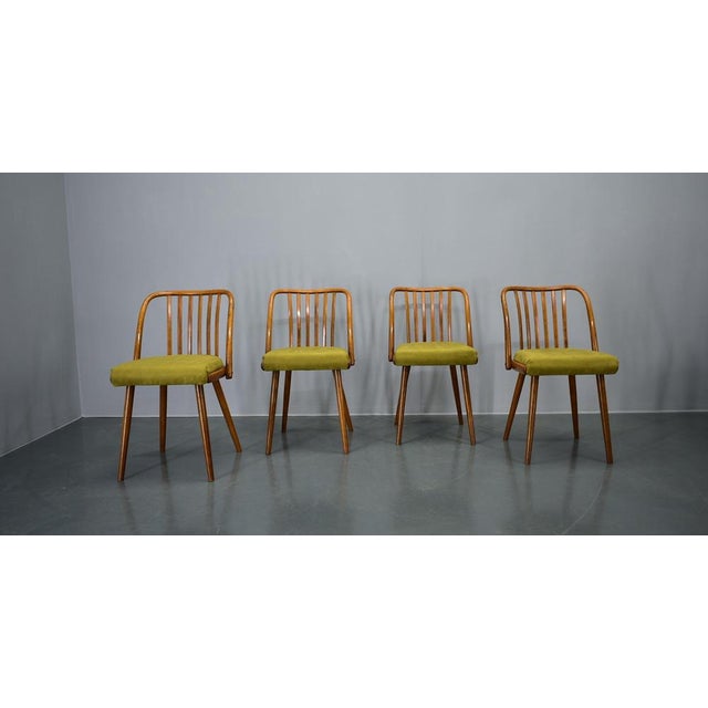 Beech Dining Chairs by Antonin Suman, 1960s, Set of 4 For Sale - Image 3 of 18