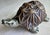 Brown Turtle Tortoise Lidded Box Made in France For Sale - Image 8 of 9