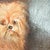 English Distressed Antique Dog Oil Painting Framed, Late 1800's Portrait of a Dog For Sale - Image 3 of 18