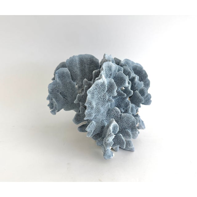 Shell Natural Blue Coral Specimen For Sale - Image 7 of 7