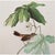 1960s Swamp Sparrow After John J. Audubon, 1960s Cottage Print For Sale - Image 5 of 11