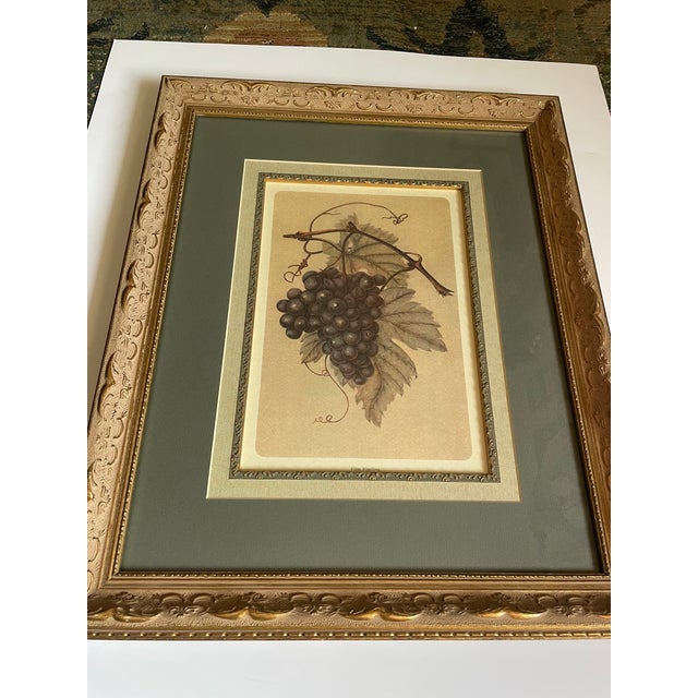 1960s Set of Four Beautifully Framed Botanical Prints For Sale - Image 5 of 9