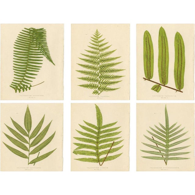 E.J. Lowe, Botanical Fern, 1856, Lithograph, Set of 6 For Sale - Image 9 of 9