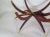 1950s Carlo Di Carlo Italian 6 Leg Spider Leg Juniper Wood Table W/Heavy Brass Moroccan Top Attributed to Carlo Di Carli For Sale - Image 5 of 7