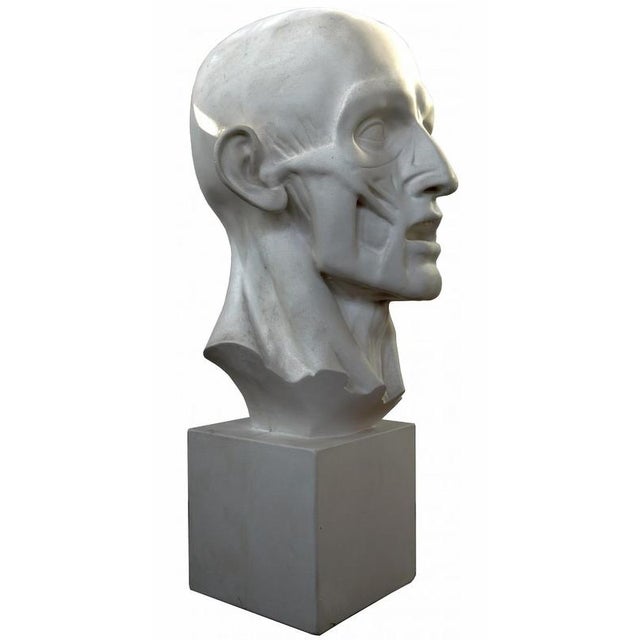 Jean-Antoine Houdon, Flayed Man, 20th Century, Plaster Cast For Sale - Image 4 of 6