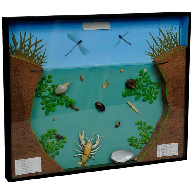Fresh Water Habitat School Teaching Displa For Sale - Image 6 of 6