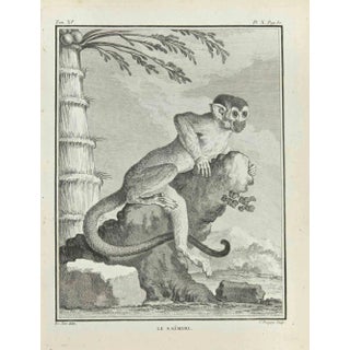 Jean Charles Baquoy, Le Saimiri, Etching, 1771 For Sale