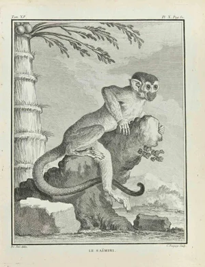 Jean Charles Baquoy, Le Saimiri, Etching, 1771