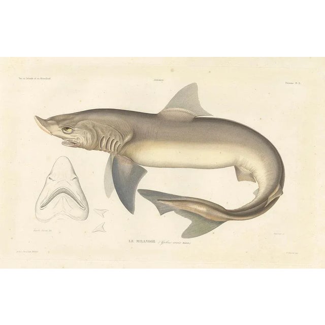 Mid 19th Century Blanchard, Illustration of Tope Shark from Iceland-Greenland Voyage, 1845, Print For Sale - Image 5 of 10