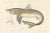 Mid 19th Century Blanchard, Illustration of Tope Shark from Iceland-Greenland Voyage, 1845, Print For Sale - Image 5 of 10