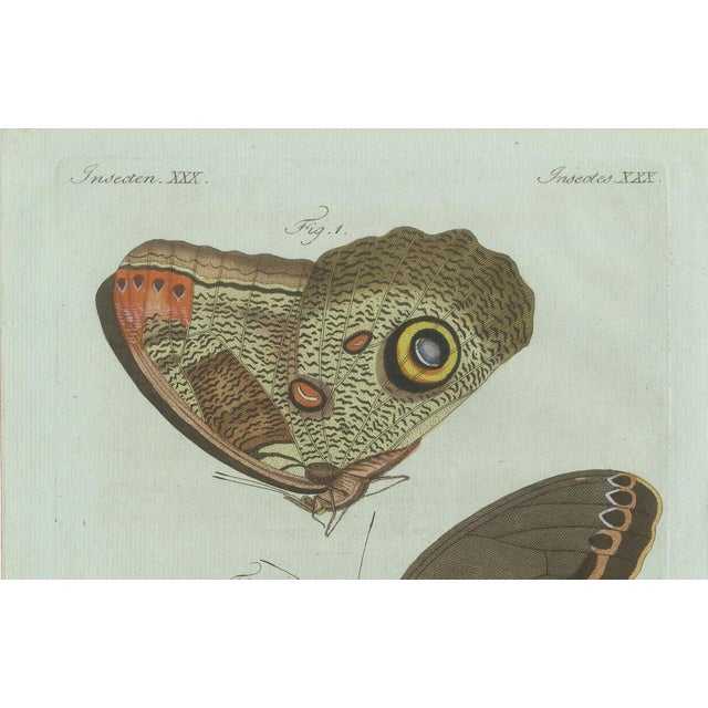 Bertuch, Two Exotic Butterflies, C. 1800, Engraving For Sale - Image 4 of 9