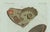 Bertuch, Two Exotic Butterflies, C. 1800, Engraving For Sale - Image 4 of 9