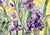 Not Yet Made - Made To Order One Giclee Print of This Original Watercolor Painting “Amethyst Iris”. Approximately 15 X 11 Inches. No Ai Was Used to Create the Original Painting. For Sale - Image 5 of 9