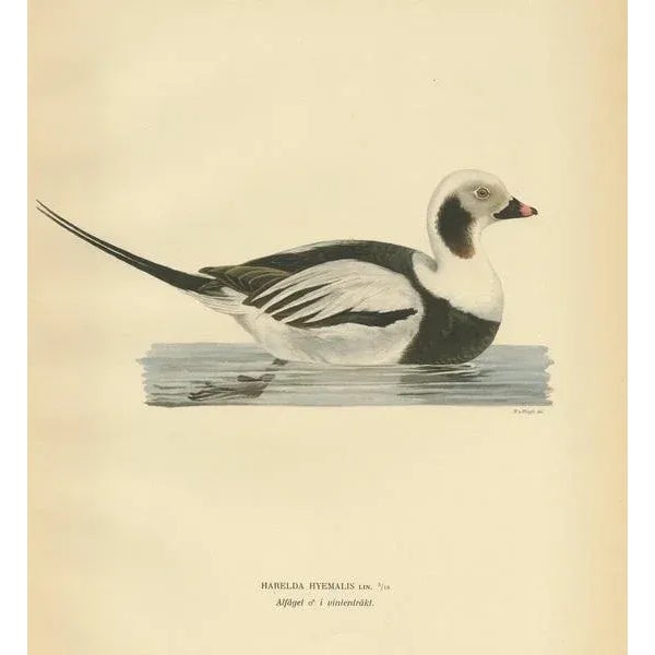 Von Wright, Male Long-Tailed Duck, 1929, Paper For Sale - Image 4 of 5