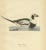 Von Wright, Male Long-Tailed Duck, 1929, Paper For Sale - Image 4 of 5