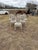 19th Century Fine 19th Century Louis XVl Dining Chairs - Set of 6 For Sale - Image 5 of 17