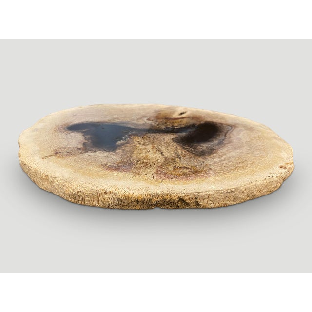 2010s Andrianna Shamaris Rare Palm Petrified Wood Slab For Sale - Image 5 of 5