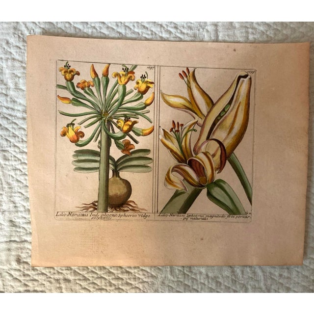 English Authentic Charming Set of Seven 19th Century Hand Colored Botanical Flower Prints on Paper For Sale - Image 3 of 9