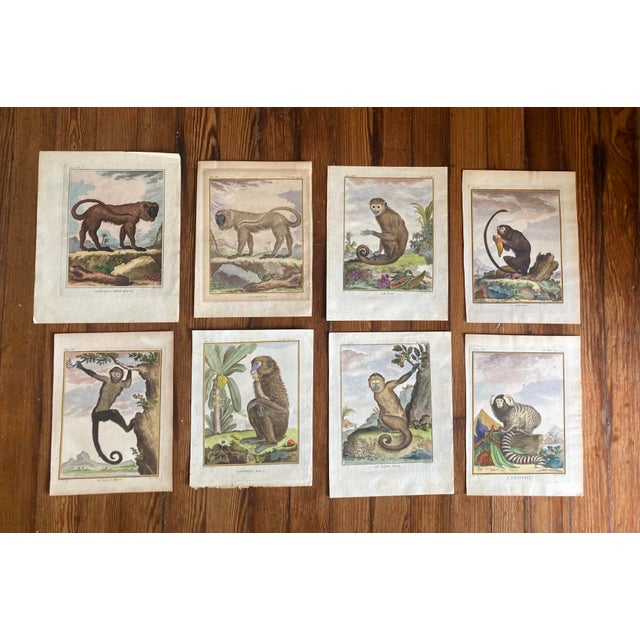 French Set of Eight Authentic 19th Century Buffon Color Engravings of Different Monkeys. For Sale - Image 3 of 7