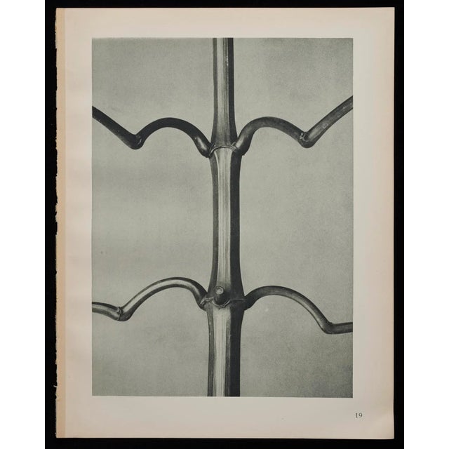 1920s Original Karl Blossfedlt Photogravure Botanical Print For Sale - Image 5 of 5