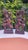 Nude Wooden Apsara Dancer Figurine, Cambodia, 1980s, Set of 2 For Sale - Image 10 of 10