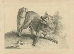 Renard, the Red Fox: An Original Detailed Etching - 1740