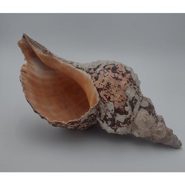Vintage Horse Conch Shell From the Sea of Cortez – Circa 1970 For Sale - Image 9 of 12