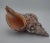 Vintage Horse Conch Shell From the Sea of Cortez – Circa 1970 For Sale - Image 9 of 12
