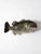 Cabin Vintage Bass Fish Wall Mount For Sale - Image 3 of 9
