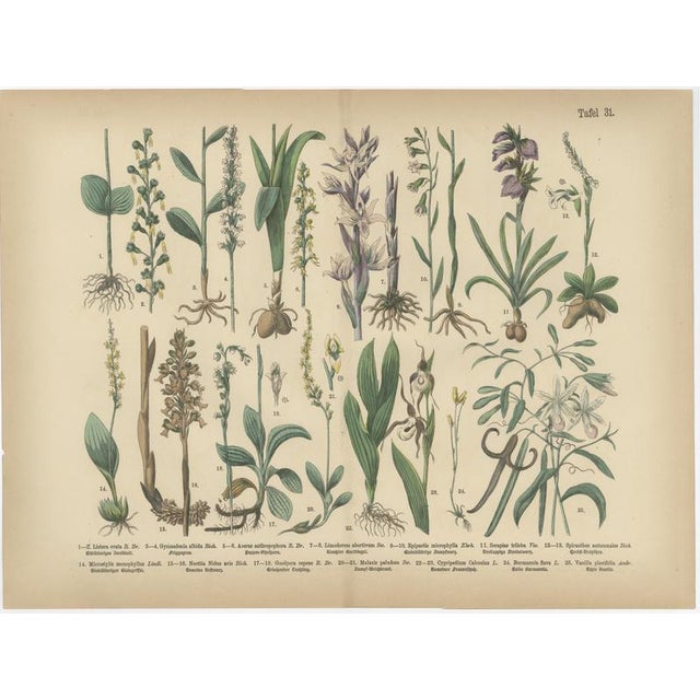 Late 19th Century Antique Botanical Charts of German Flora & Orchids Atlas, Stuttgart, 1885, Set of 6 For Sale - Image 5 of 9