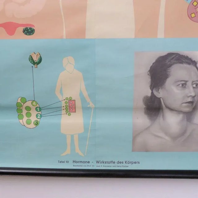 1950s School Educational Hormones Poster from Hagemann Düsseldorf, 1950s For Sale - Image 5 of 7