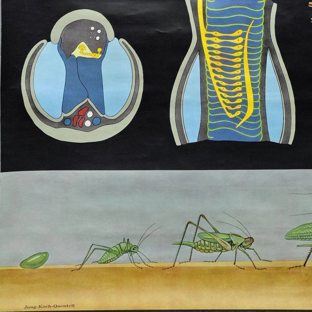 1960s Vintage Biology Animals Bush Cricket School Wall Chart by Jung Koch Quentell For Sale - Image 5 of 7
