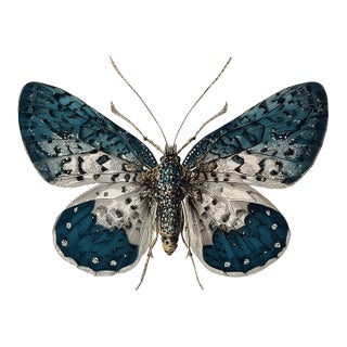 Six-Spot Burnet - Butterfly Botanical Study | Natural History | Fine Art Print For Sale