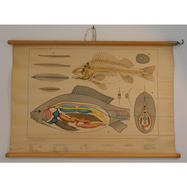 Physiology of Fish School Chart, 1960s For Sale - Image 6 of 6