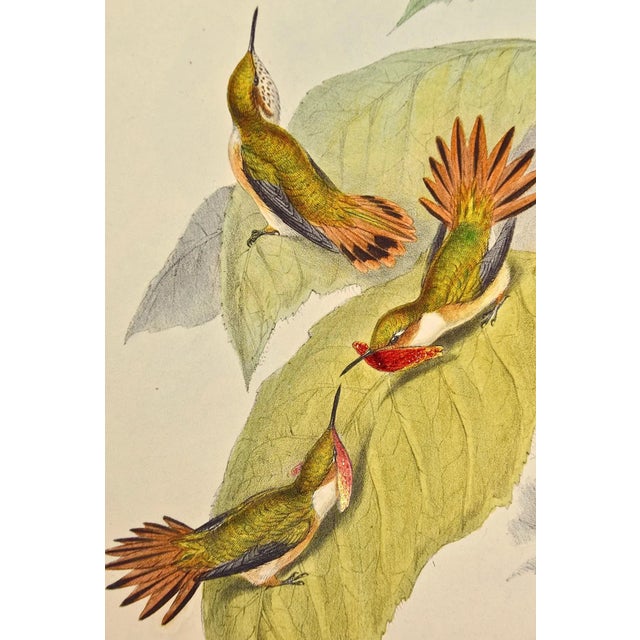 Flame-Bearer Hummingbirds: A 19th Hand-Colored "Selasphorus Scintilla" by John Gould and Henry Constantine Richter 1850 For Sale - Image 4 of 9