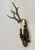 Rustic European 1971 German Black Forest Roe Deer Antlers For Sale - Image 3 of 6