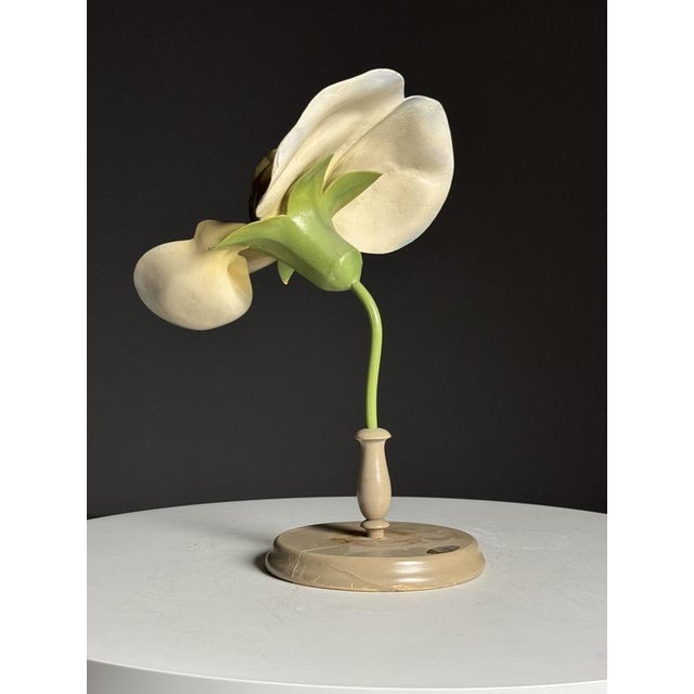 German Botanical Flower Model, 1900 For Sale - Image 17 of 18