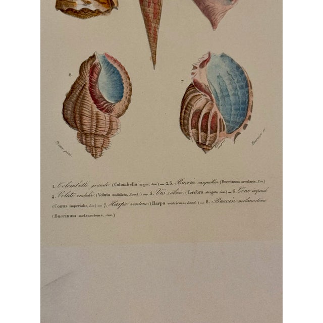 Paper Set of Three 19th Century French Hand Colored Mollusk Engravings Dictionnaire Universel D’Histoire Naturelle For Sale - Image 7 of 10