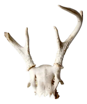 Vintage Small Animal Skull Cap