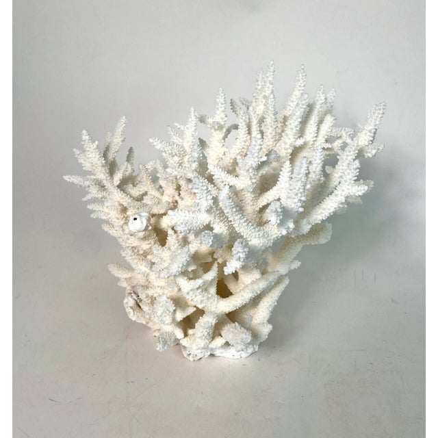 Rare Natural Staghorn Coral Specimen For Sale - Image 4 of 6