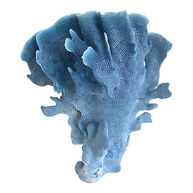 Natural Blue Coral Specimen Coastal Decor For Sale